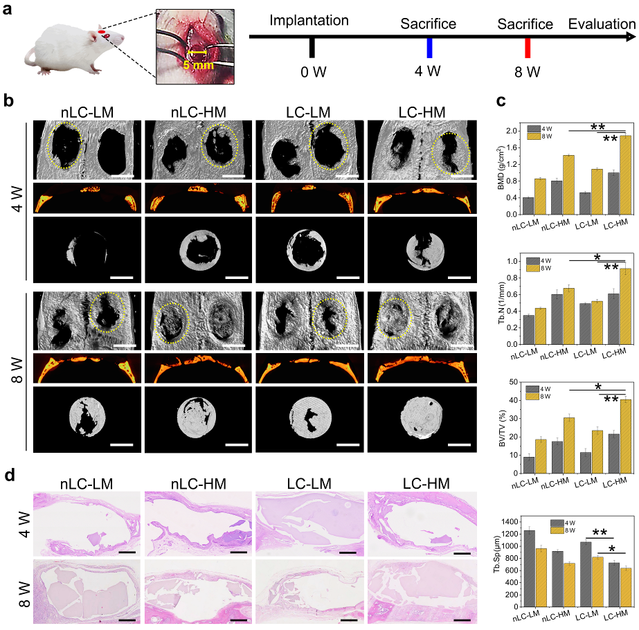 图6 体内颅骨缺损修复实验用于评估不同支架材料的骨修复性能 配图6