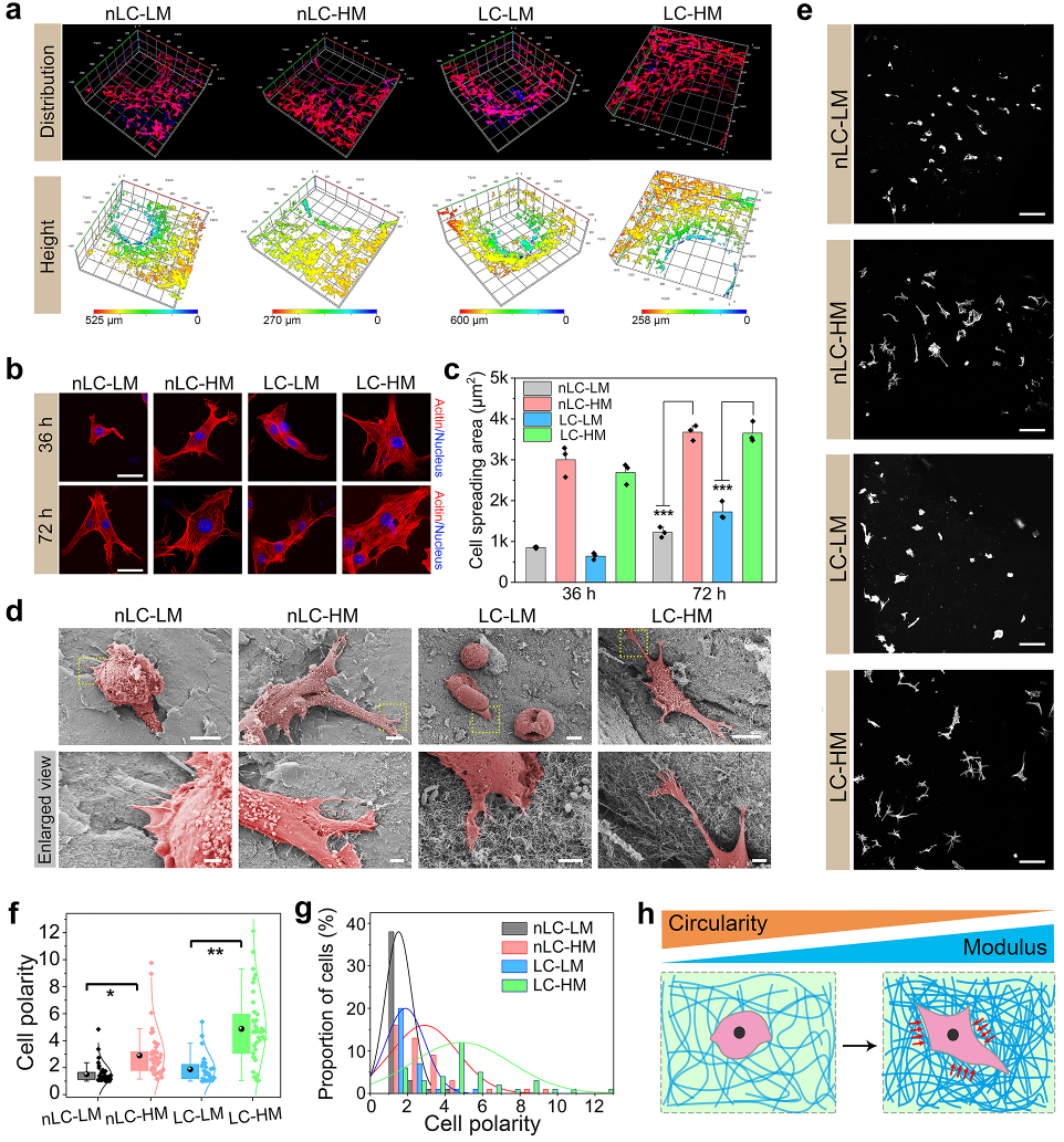 图4骨髓间充质干细胞在不同模量和液晶态支架材料上铺展行为和黏附性能 配图4