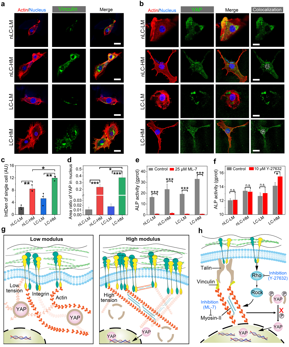图5细胞的激光共聚焦染色照片以及抑制实验(a~f),力学环境影响细胞行为和命运的机制示意图(g, h) 配图5